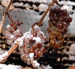 Ice_wine_grapes.jpg